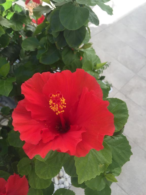 Caelum Case Vacanza Trapani Dış mekan fotoğraf
